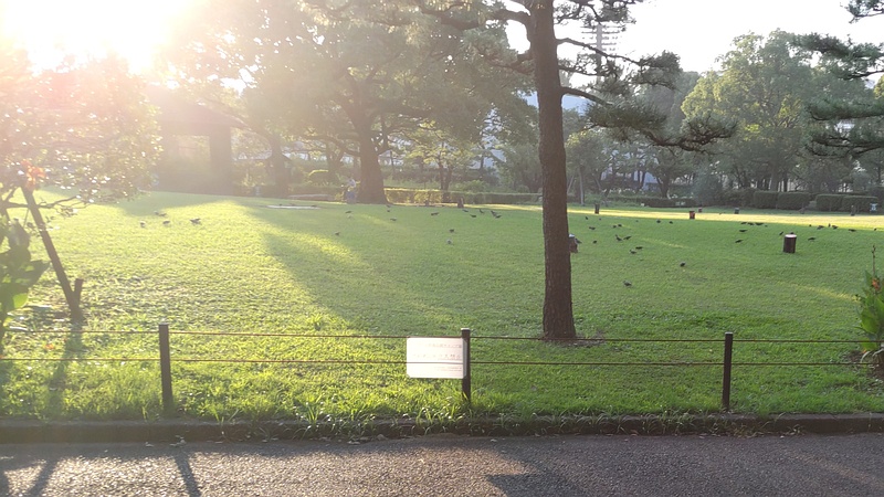 ムクドリの群れ 東京都大田区平和島公園