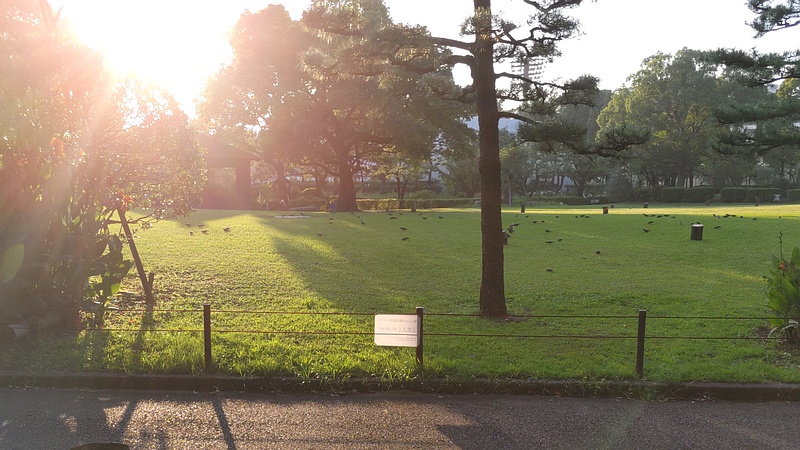 ムクドリの群れ 東京都大田区平和島公園