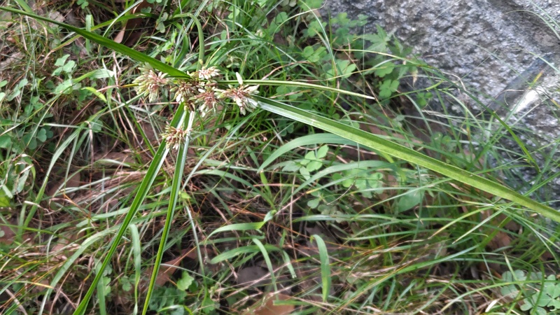 メリケンガヤツリ 東京都大田区平和の森公園