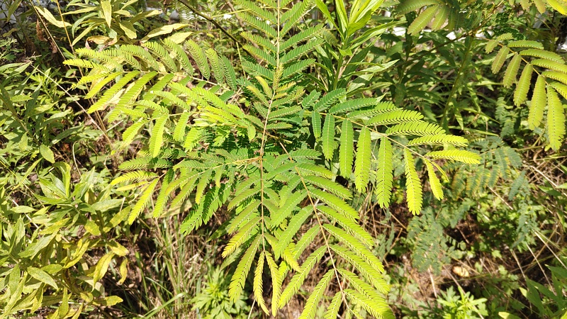 ネムノキ 横浜市旭区今宿南町