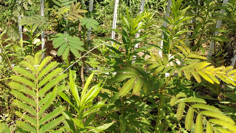 ネムノキ 横浜市旭区今宿南町