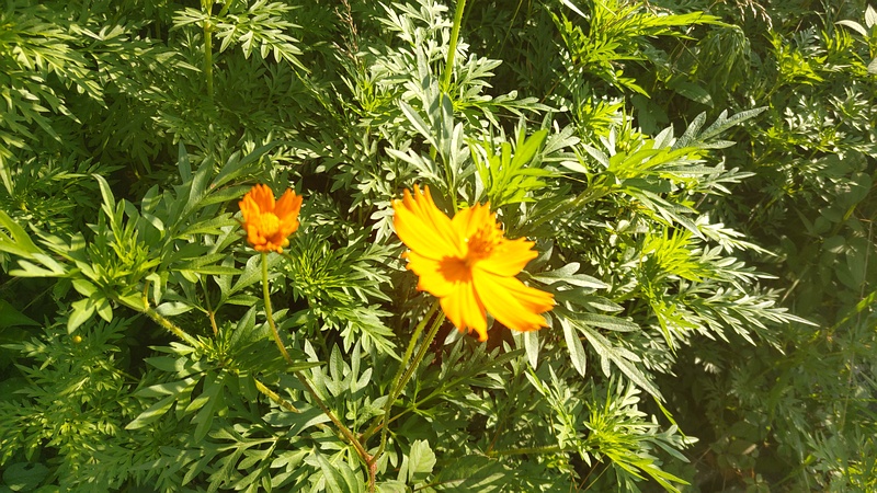 キバナコスモス 横浜市旭区今宿南町