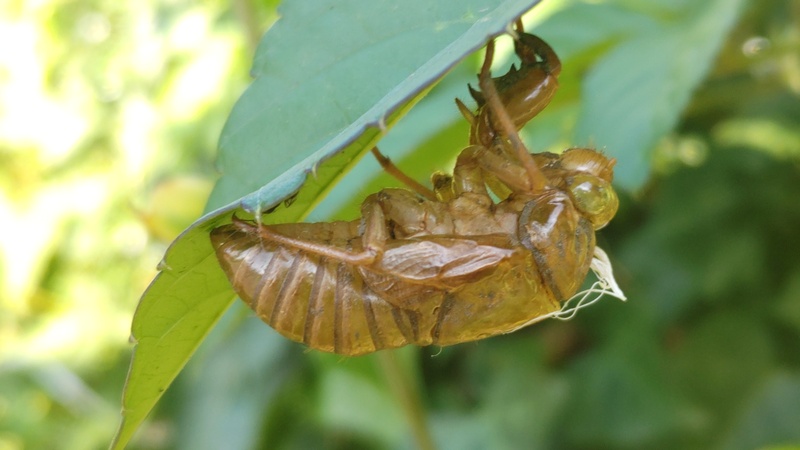 アブラゼミの抜け殻 横浜市旭区今宿南町