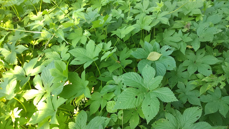 カナムグラ 横浜市旭区今宿南町