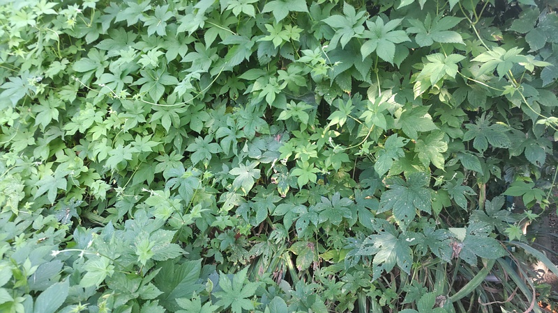 カナムグラ 横浜市旭区今宿南町