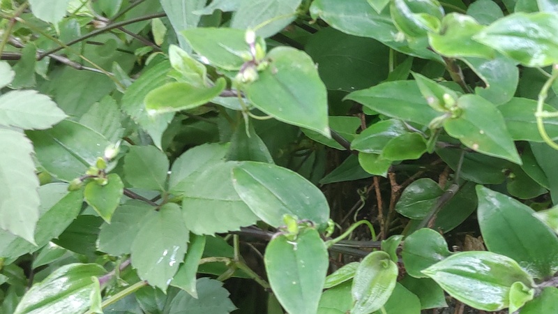 トキワツユクサの蕾 横浜市旭区今宿南町