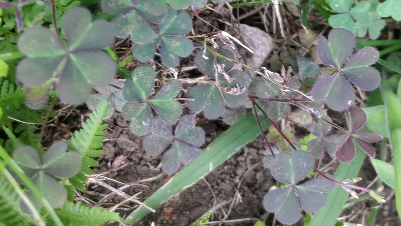 アカカタバミ 横浜市旭区今宿南町
