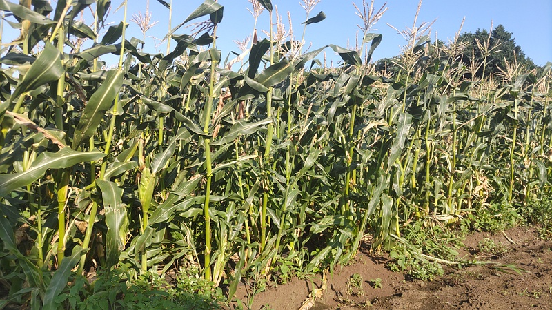 トウモロコシ 横浜市旭区今宿南町