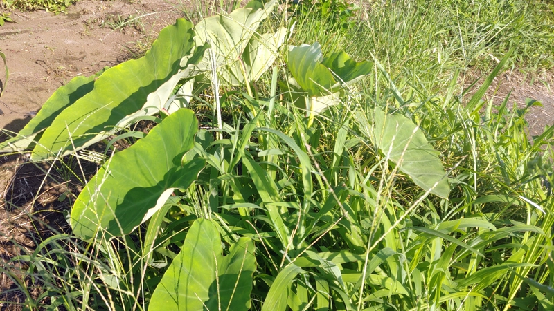 サトイモ 横浜市旭区今宿南町