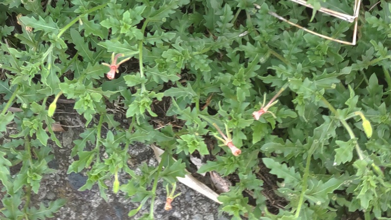 コマツヨイグサ 横浜市旭区今宿南町