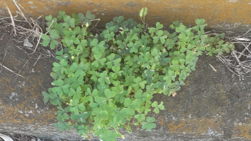 カタバミ 横浜市旭区今宿南町
