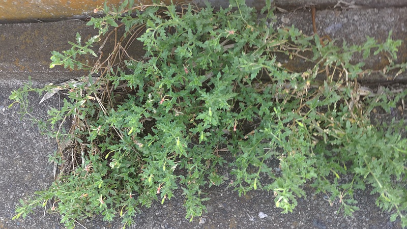 コマツヨイグサ 横浜市旭区今宿南町