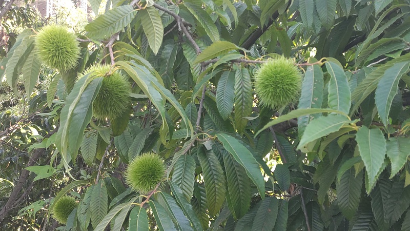クリ 横浜市旭区今宿南町
