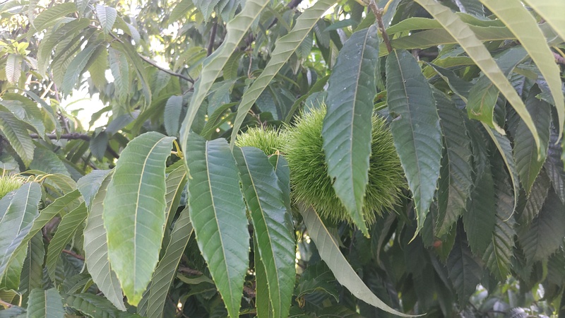クリ 横浜市旭区今宿南町