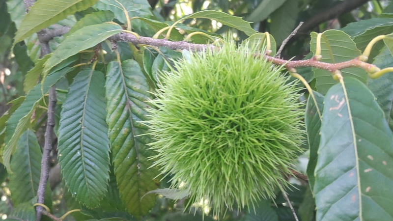 クリ 横浜市旭区今宿南町