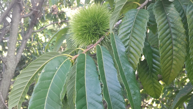 クリの果実 横浜市旭区今宿南町
