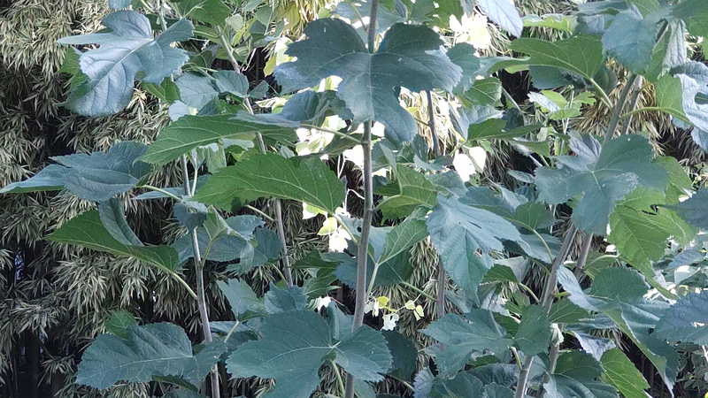 クワ 横浜市旭区今宿南町