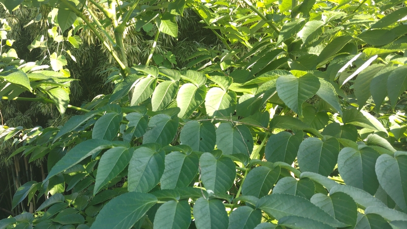 ヌルデ 横浜市旭区今宿南町
