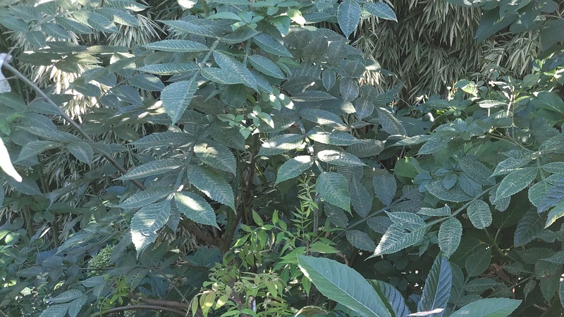 ヌルデ、ビワ 横浜市旭区今宿南町