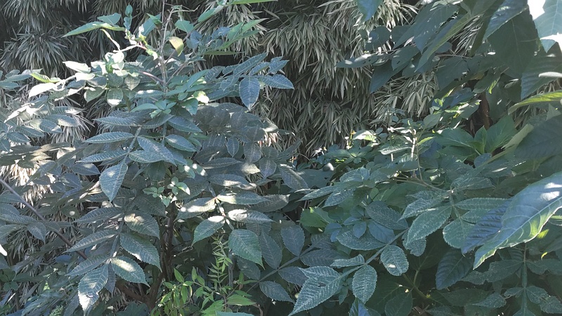 ヌルデ 横浜市旭区今宿南町