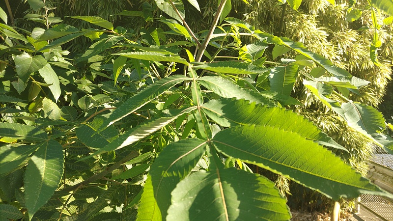 ヌルデ 横浜市旭区今宿南町