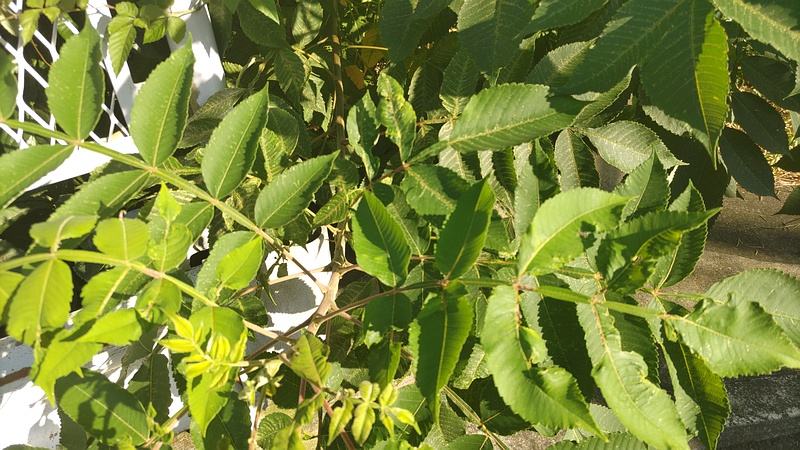 ヌルデ 横浜市旭区今宿南町
