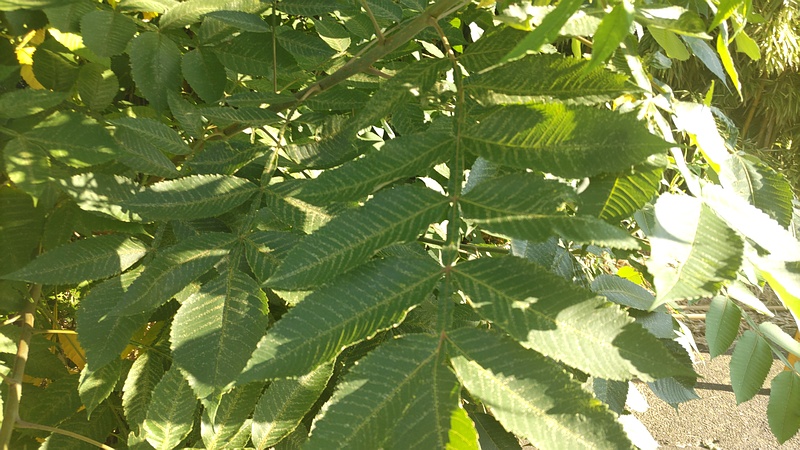 ヌルデ 横浜市旭区今宿南町