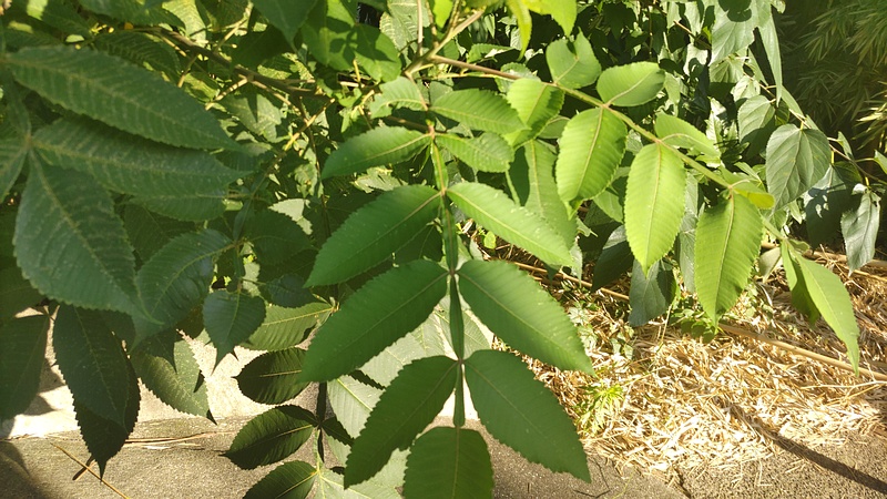ヌルデ 横浜市旭区今宿南町