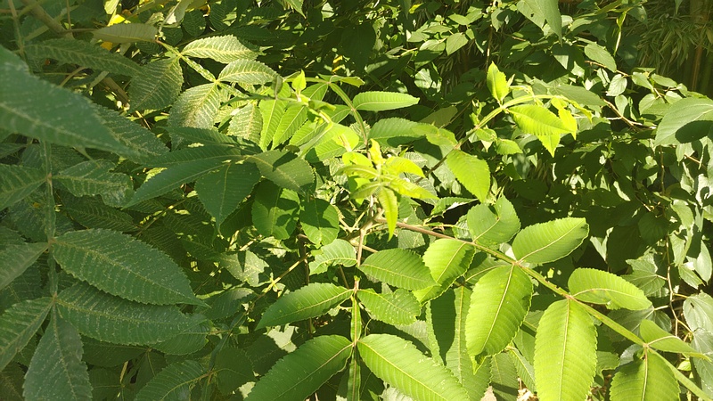 ヌルデ 横浜市旭区今宿南町