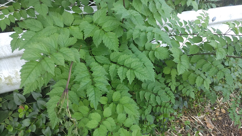 アメリカノウゼンカズラ 横浜市旭区今宿南町