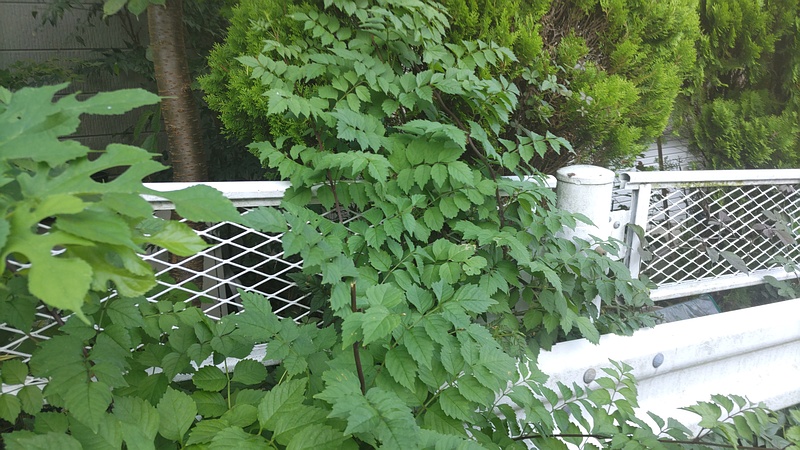 アメリカノウゼンカズラ 横浜市旭区今宿南町