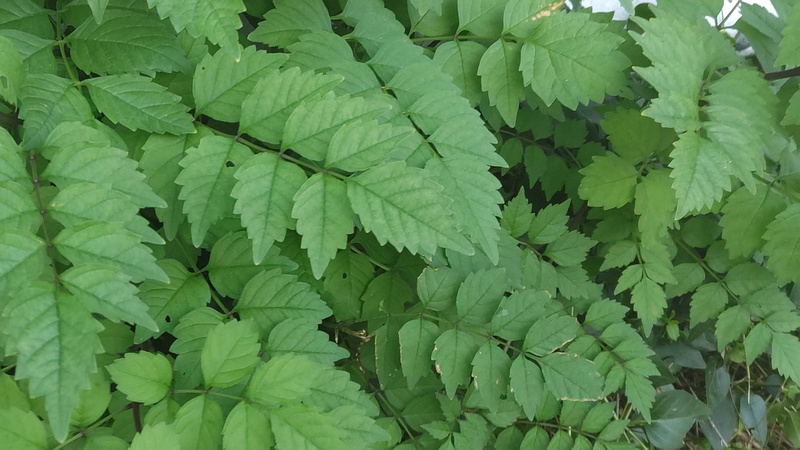 アメリカノウゼンカズラ 横浜市旭区今宿南町