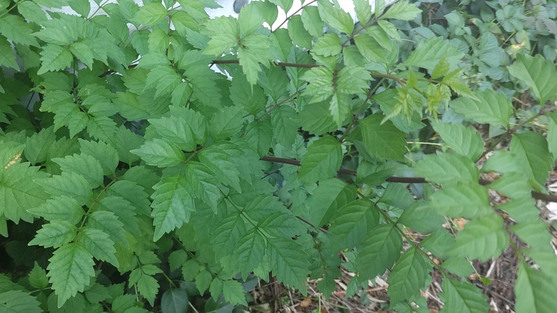 アメリカノウゼンカズラ 横浜市旭区今宿南町