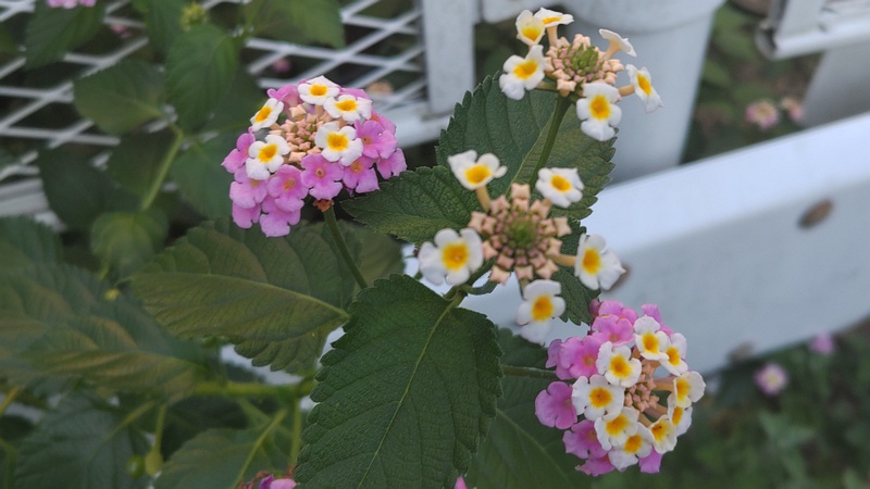 ランタナ 横浜市旭区今宿南町