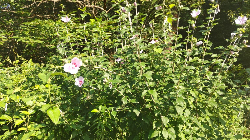 ムクゲの花 横浜市旭区今宿南町