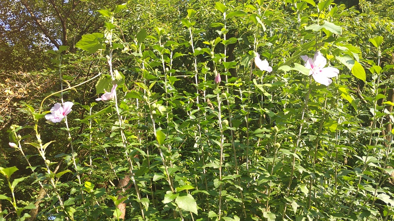 ムクゲの花 横浜市旭区今宿南町