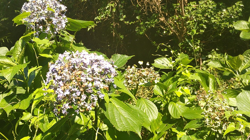 ウズアジサイ 横浜市旭区今宿南町
