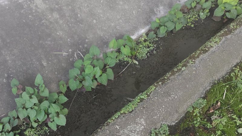 ドクダミ 横浜市旭区今宿南町