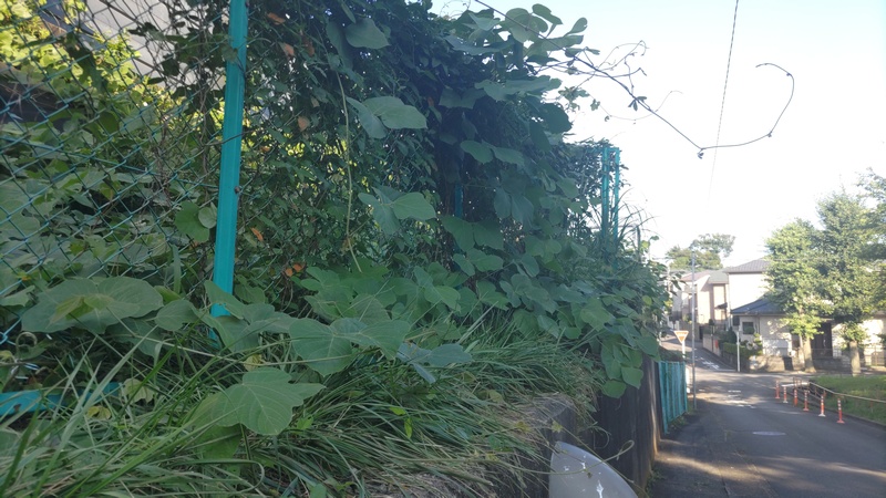 クズ 横浜市旭区今宿町