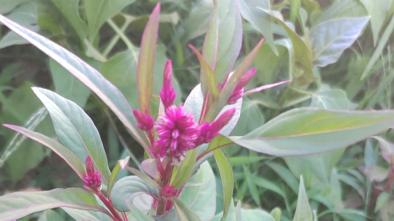 ケイトウ 横浜市旭区今宿町