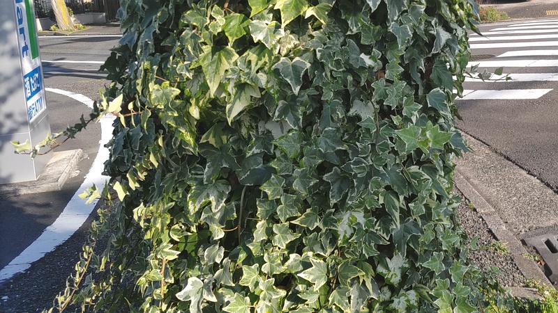 イチョウのキヅタ 横浜市旭区今宿町