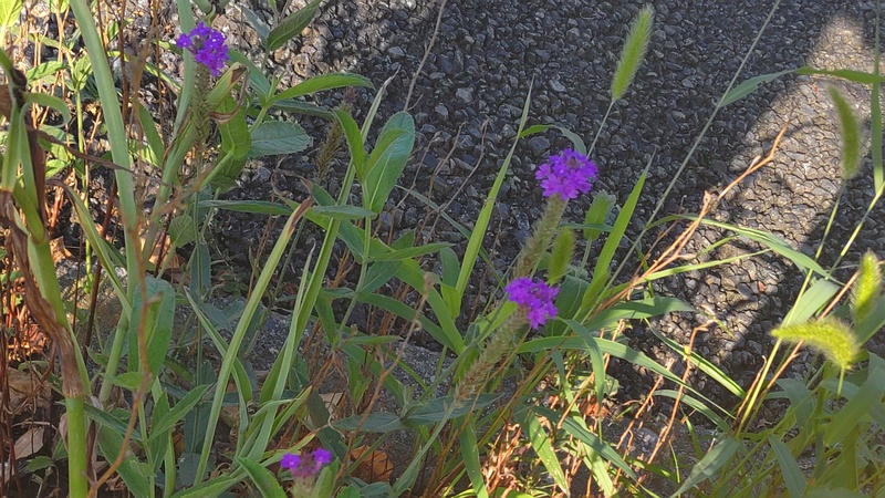 シュッコンバーベナ 横浜市旭区中沢町