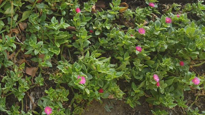 ハナツルソウ 横浜市旭区中沢町