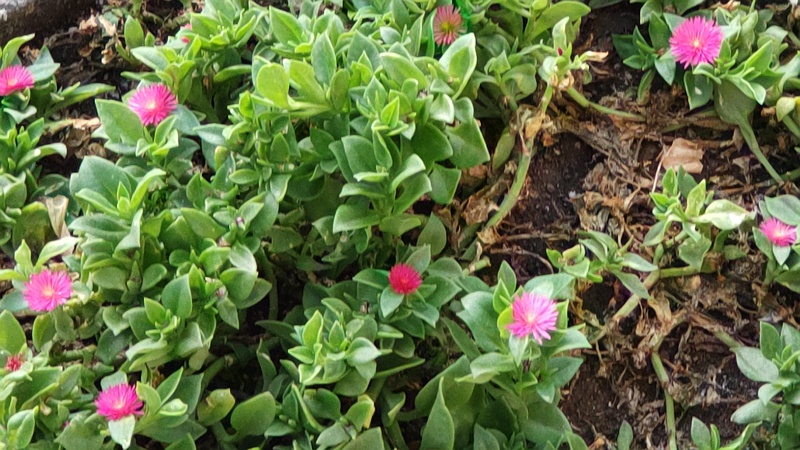 ハナツルソウ 横浜市旭区中沢町