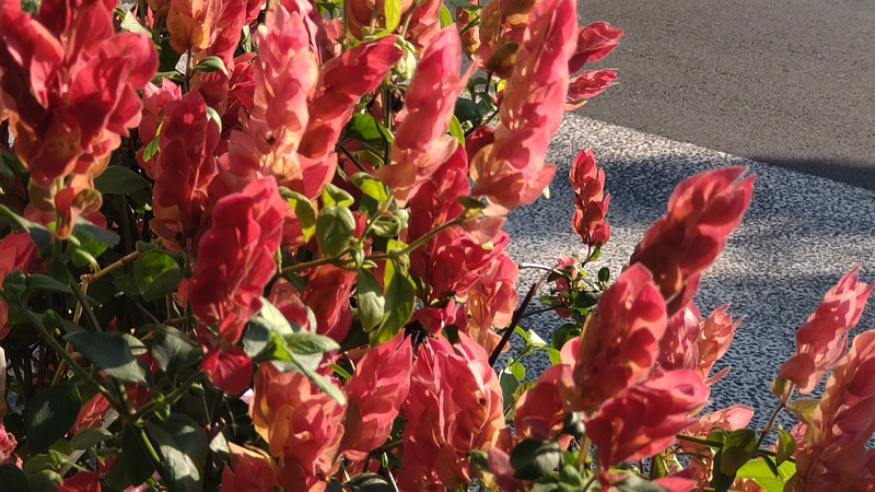 コエビソウ 横浜市旭区中沢町