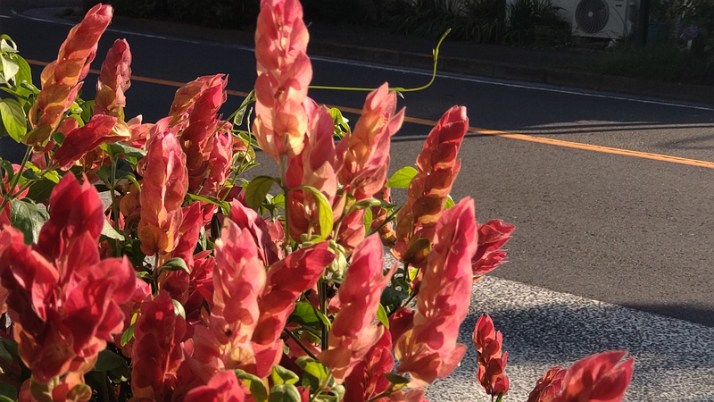 コエビソウ 横浜市旭区中沢町