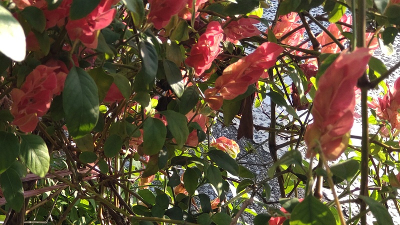 コエビソウ 横浜市旭区中沢町