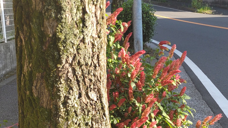 コエビソウ 横浜市旭区中沢町