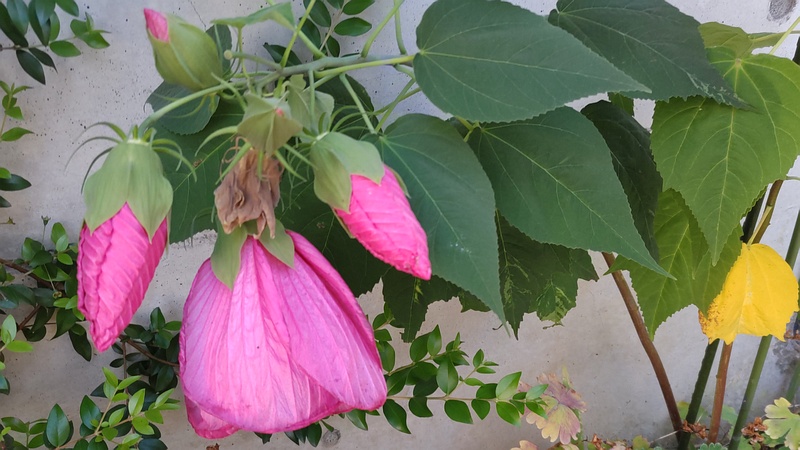 タイリンヒメフヨウ 横浜市旭区中沢町