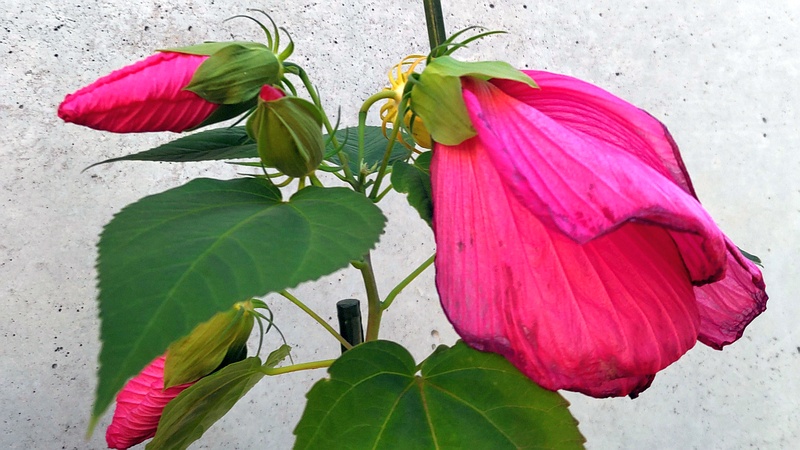 タイリンヒメフヨウ 横浜市旭区中沢町